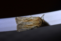 Agrotis innominata