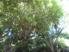 Erythrina ×sykesii