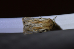 Agrotis innominata