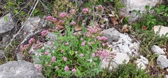 Centranthus macrosiphon