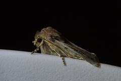 Agrotis innominata