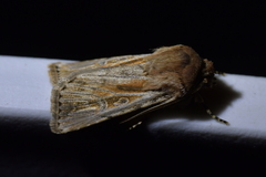 Agrotis innominata