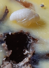 Sternochetus mangiferae