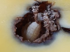 Sternochetus mangiferae