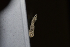 Strepsicrates ejectana