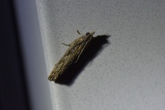 Strepsicrates ejectana