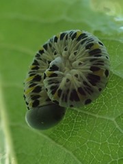 Cimbex quadrimaculatus