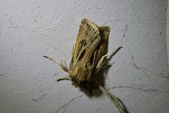 Agrotis innominata
