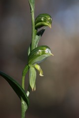 Pterostylis smaragdyna