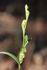 Pterostylis smaragdyna