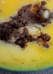 Sternochetus mangiferae