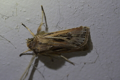Agrotis innominata