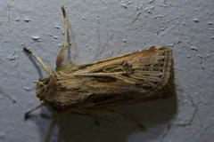 Agrotis innominata