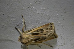 Agrotis innominata