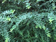 Ozothamnus rufescens