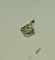 Miozoa