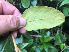 Parsonsia fulva