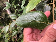 Parsonsia fulva