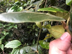 Parsonsia fulva