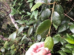 Parsonsia fulva
