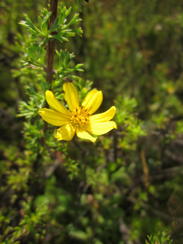 Burnellia senaria