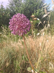 Allium porrum
