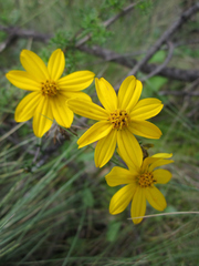 Coreopsis senaria
