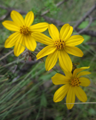 Coreopsis senaria