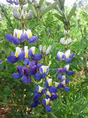 Lupinus mutabilis