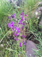 Linaria elegans