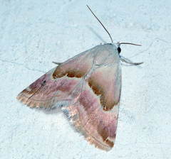 Eublemma rosea