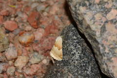 Eublemma rosea