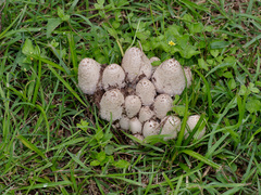 Coprinopsis strossmayeri
