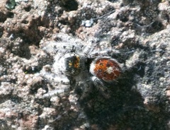 Phidippus kastoni