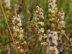 Sesamoides suffruticosa