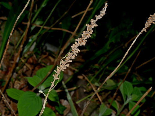 Image of Comanthosphace Formosana (Comanthosphace formosana) by (c) Jacy Chen, some rights reserved (CC BY)