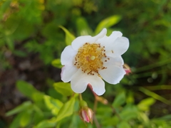 Rosa sempervirens