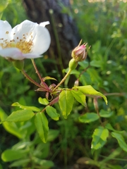 Rosa sempervirens
