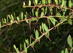 Gymnosporia senegalensis