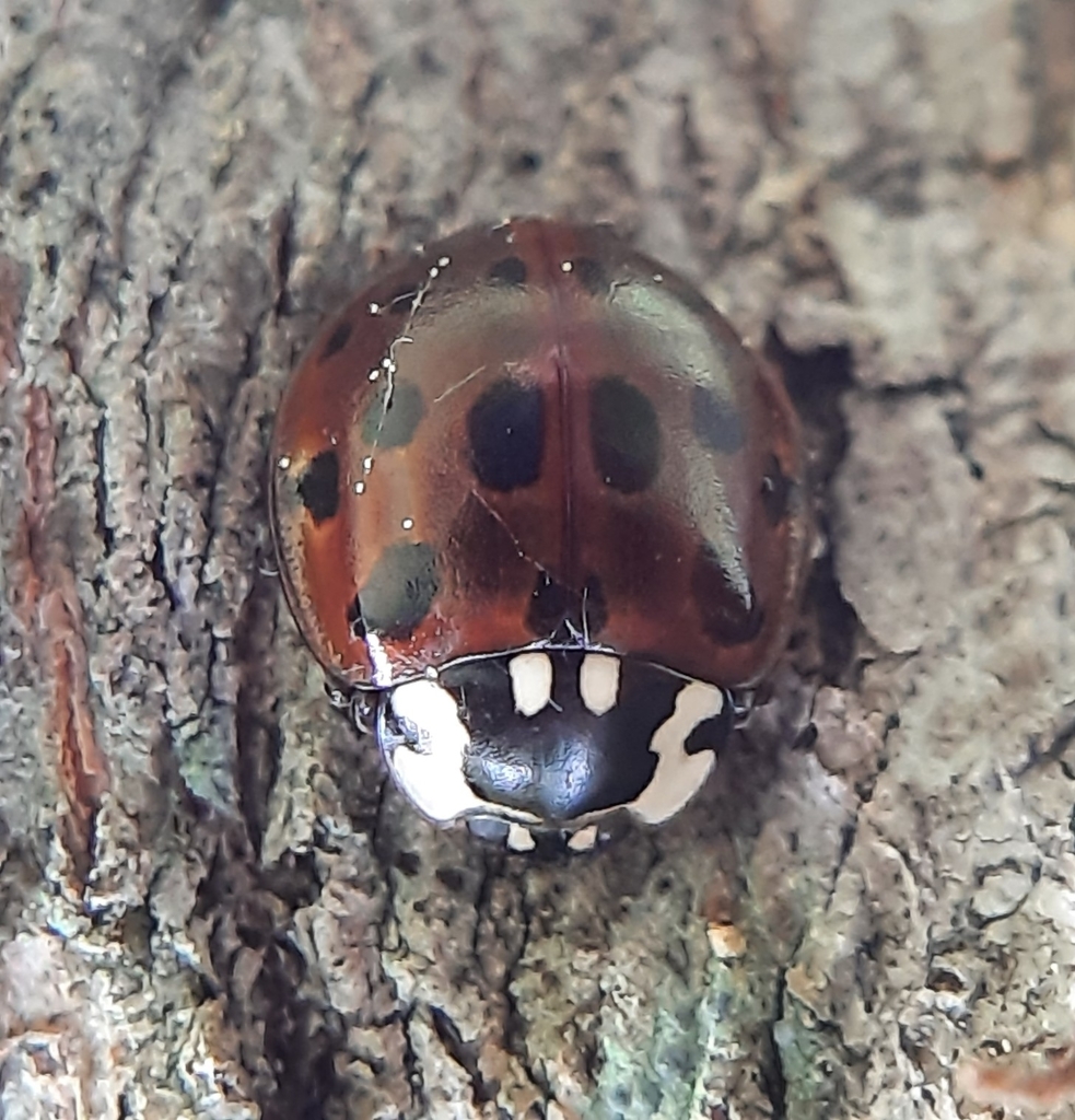 Fifteen-spotted Lady Beetle