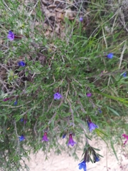 Lithodora fruticosa