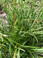 Carex strigosa