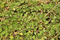 Withania frutescens