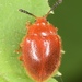 Stenotarsus blatchleyi - Photo (c) skitterbug, osa oikeuksista pidätetään (CC BY), uploaded by skitterbug