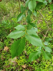 Ulmus minor minor