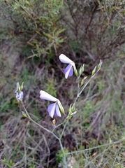 Linum narbonense