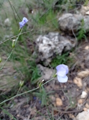Linum narbonense