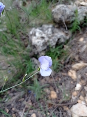 Linum narbonense