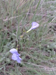 Linum narbonense
