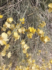 Psilostrophe cooperi